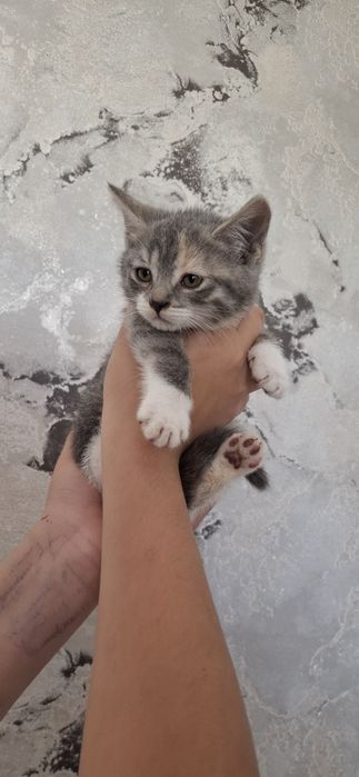 Британские котята