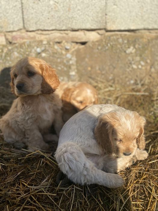 Англиский спаниель