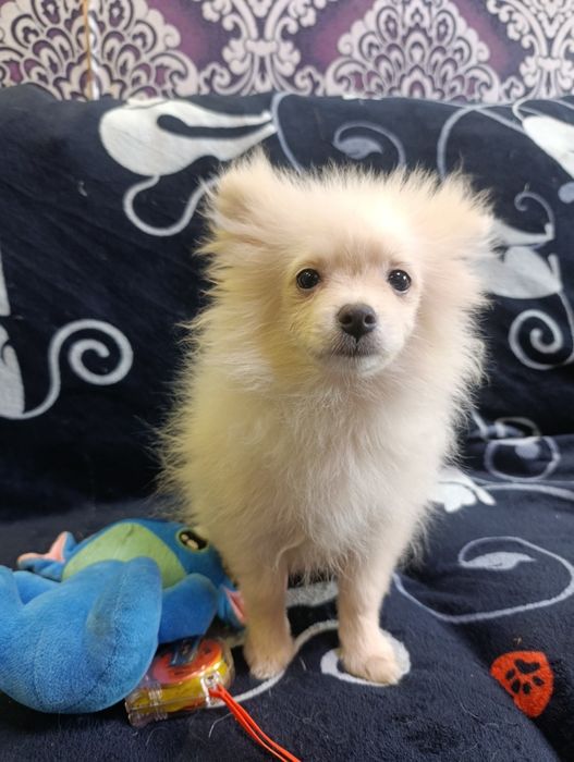 Щенки шпица померанского