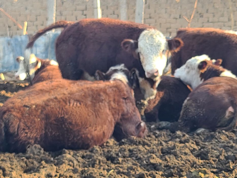 Greford buqalari sotiladi