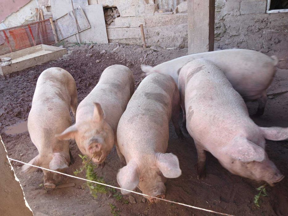 Продавам добре гледани БИО прасета