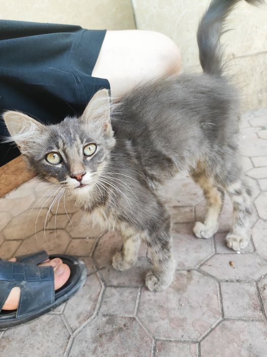 Отдам Породистого Котёнка, Сибирский-длинношенртный.