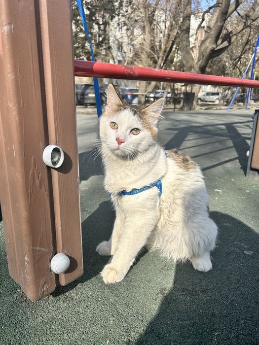 Отдам в ответственные руки