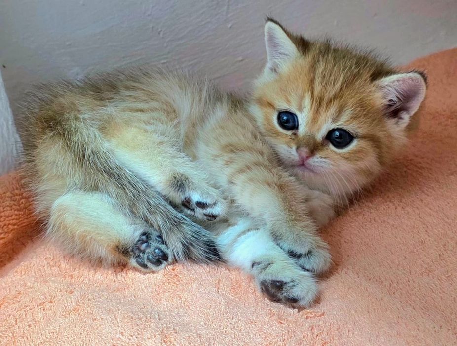 кошечКи и коТики БритаНские