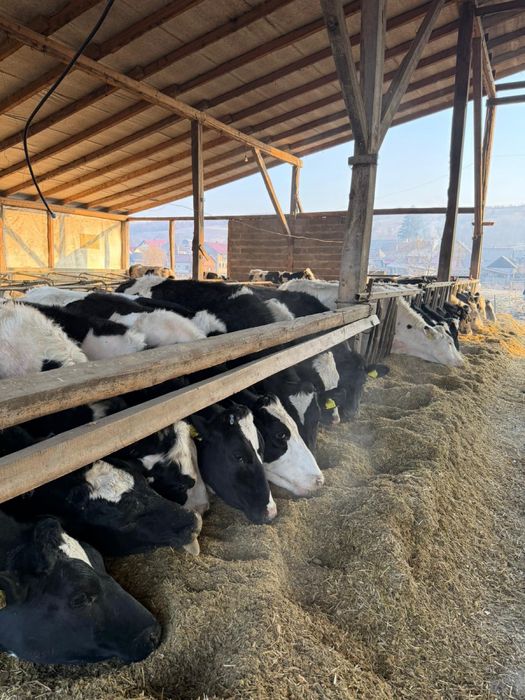 Vand juninci din vaci de lapte