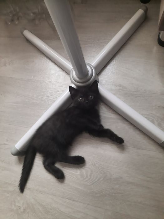 Отдам котенка девочка