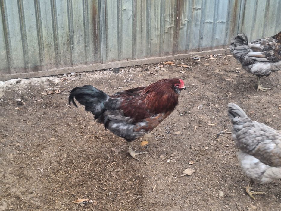 Продам куры амероукано и белефельдер