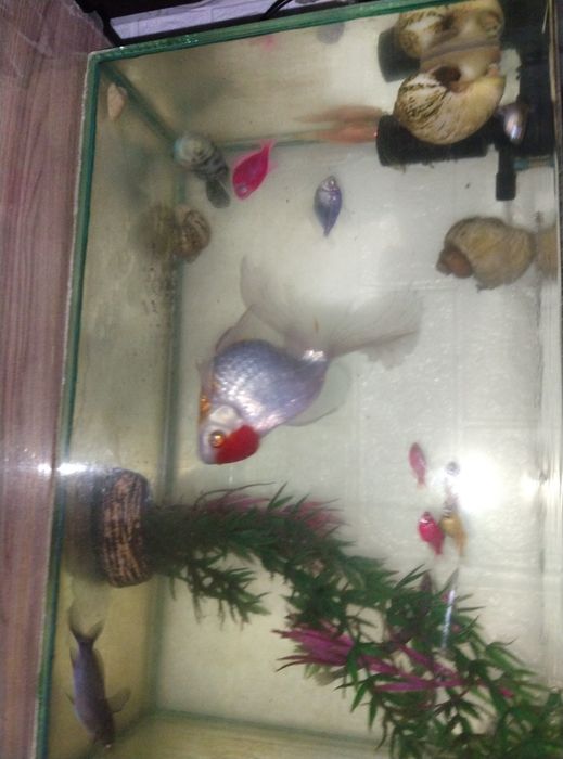 Аквариумные рыбки