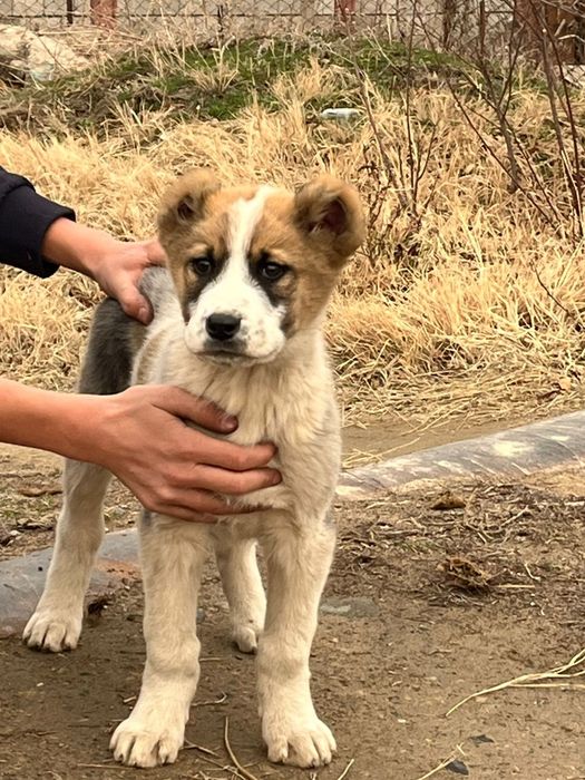 Алабай 2 айлык ит