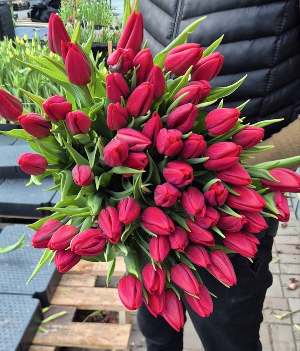 Тюльпаны от 500тг