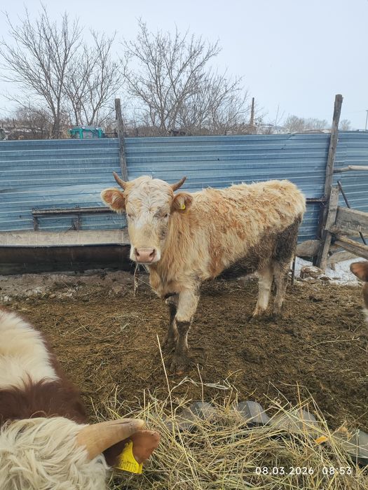 Продам стельную тёлку.