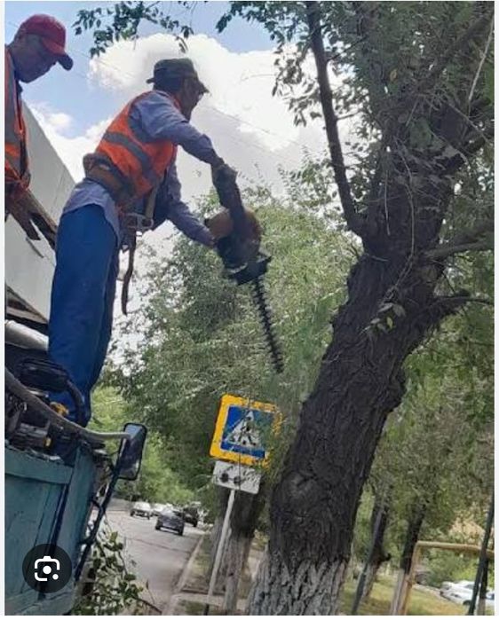 Спил деревьев ағаш кесу