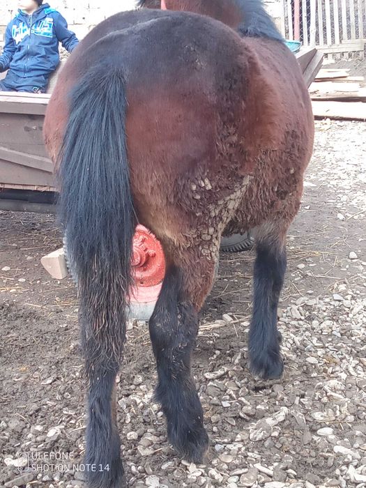 Vând mânză grea ardenez cu sânge rece ungurescc