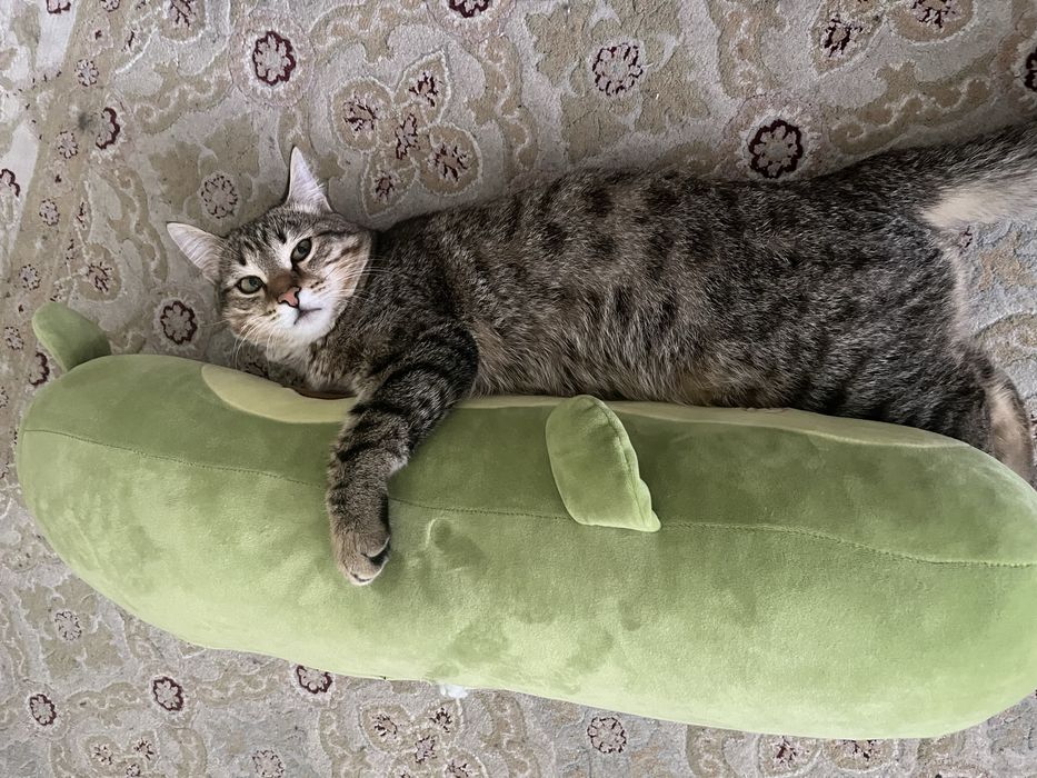 Отдам даром кота