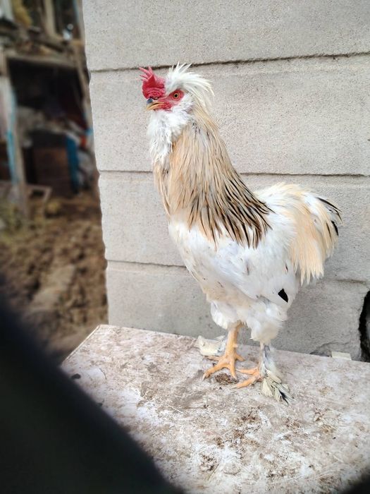 Струмски  петли.