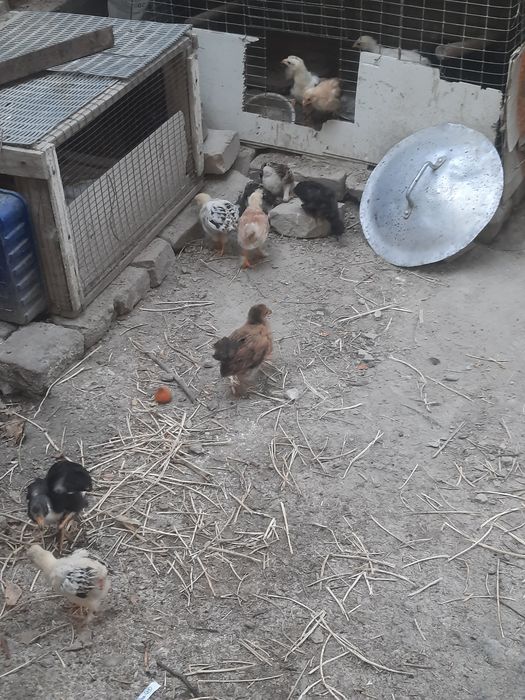 Jòjalar sotiladi xonaki