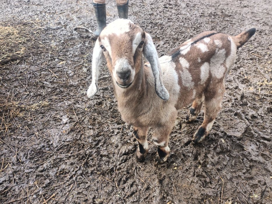 Ied anglonubian de vânzare.