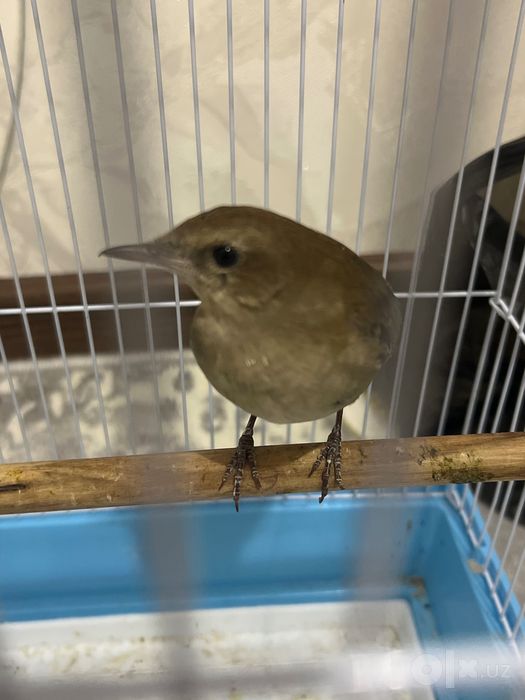 Bulbul +200gram qurti bilan