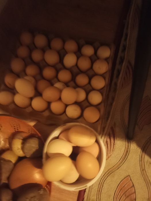 Продаю домашние яйца