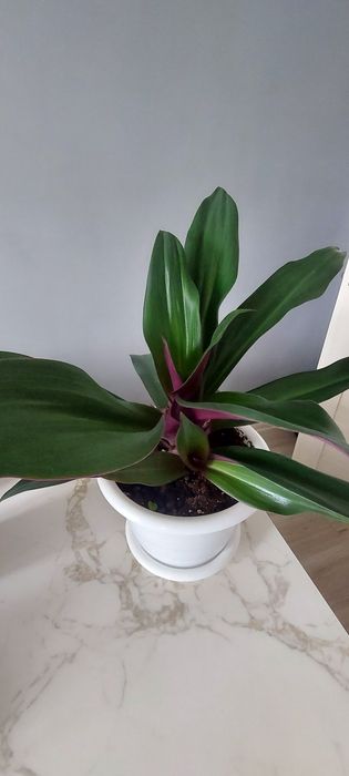 Продам комнатные цветы