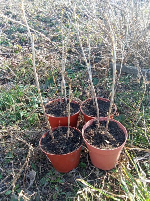 Смородина черная Ядерная