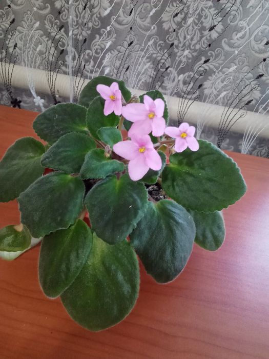 Фикус Лирато, фикус Бенджамина