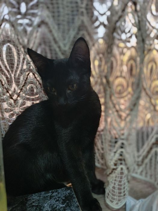 Отдам в хорошие руки котика.