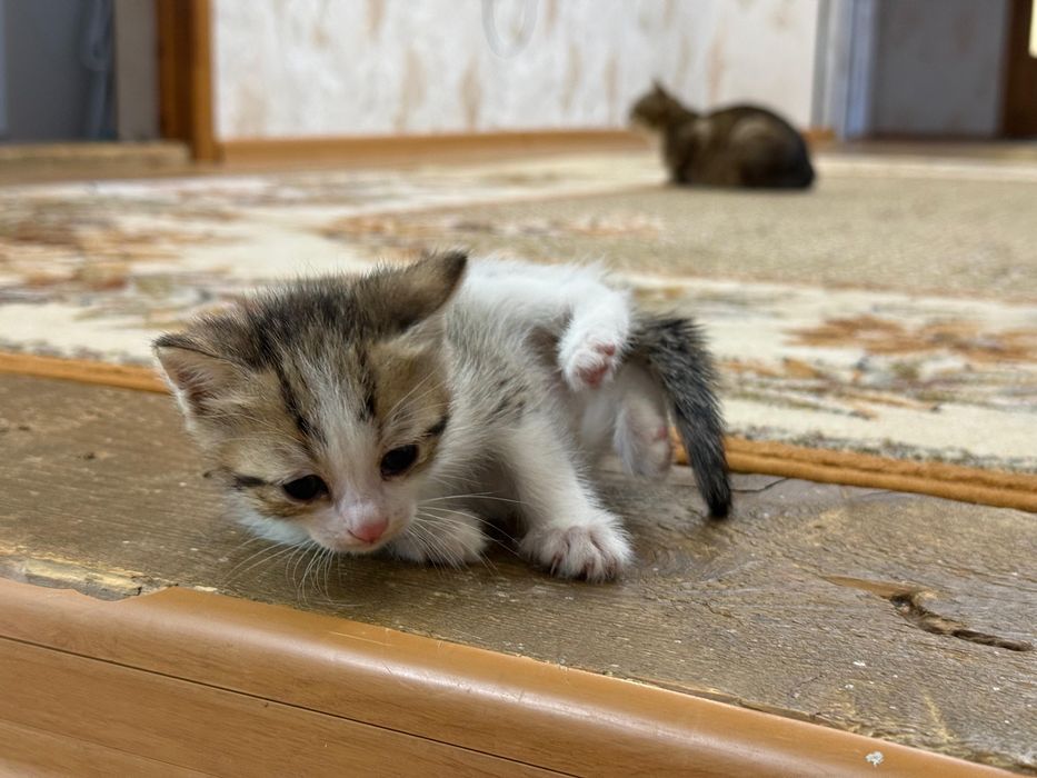 Отдам котят в добрые руки