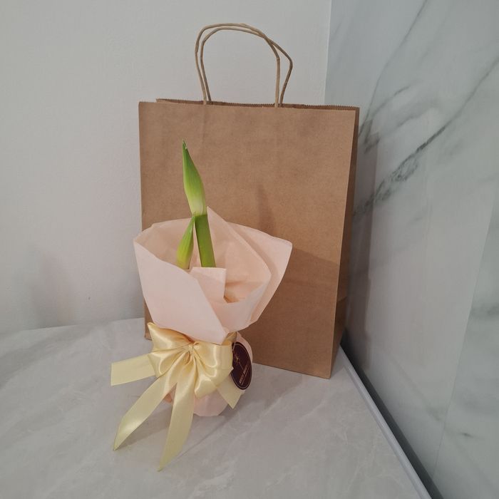 Амариллис в воске .Луковицы в воске.