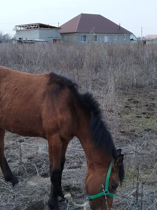 Домашний скоты, лощадь