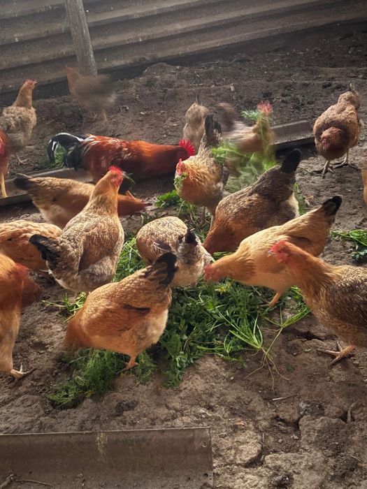 Тауык кораз сатылады