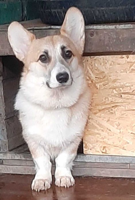 Продается щенок мальчик Корги