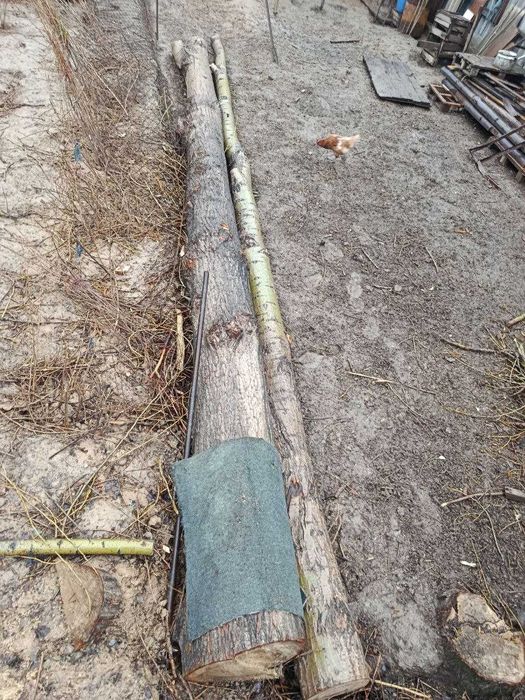 Продается тополь