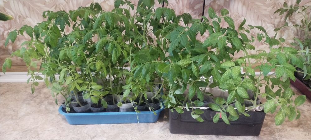 Продам рассаду помидор