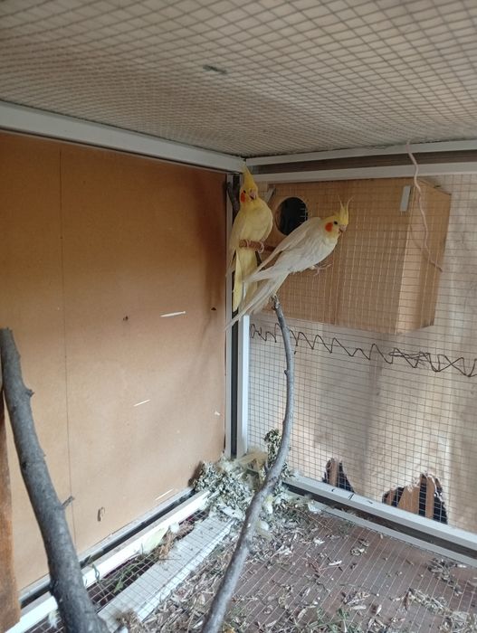 Попугаи карелла пара