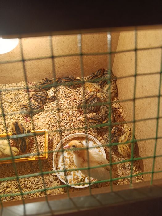 Продам циплят и перепелят