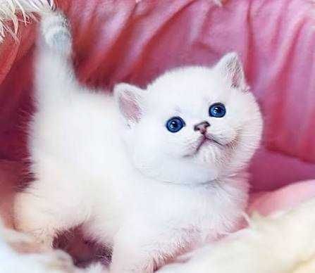 Котята британские шиншиллы