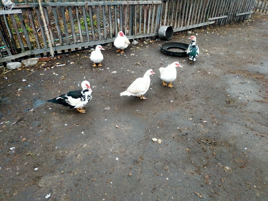 Продам индоуток .