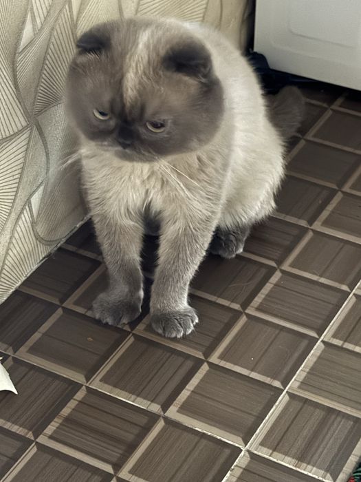 Скоттиш фолд шатландец