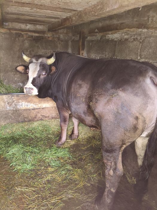 Taur de vânzare 750kg