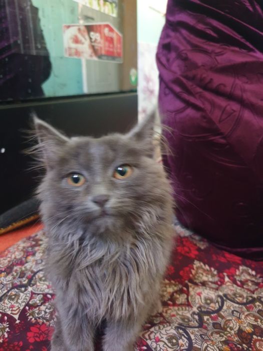 прадайотса кошка