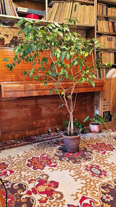 Фикус Бенджамина