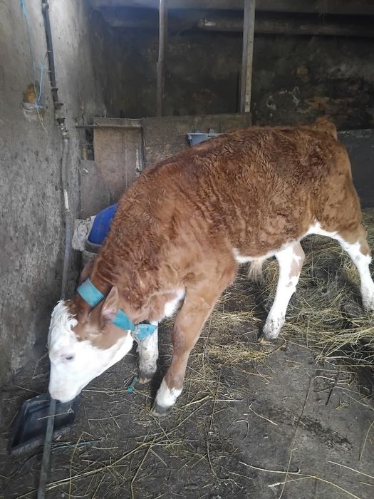 Schimbam domiciliu junincă vârsta 1 an și 6 luni și un tauras și o vitea ambii de 8 săptămâni.