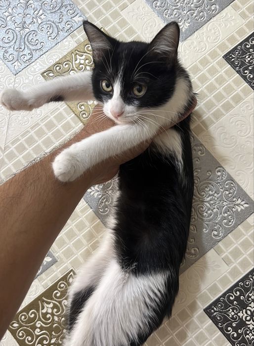 Котята самки отдам хорошие руки