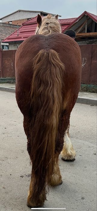 De vanzare manz de 2 ani invatat la utilaje si calarie fff bland