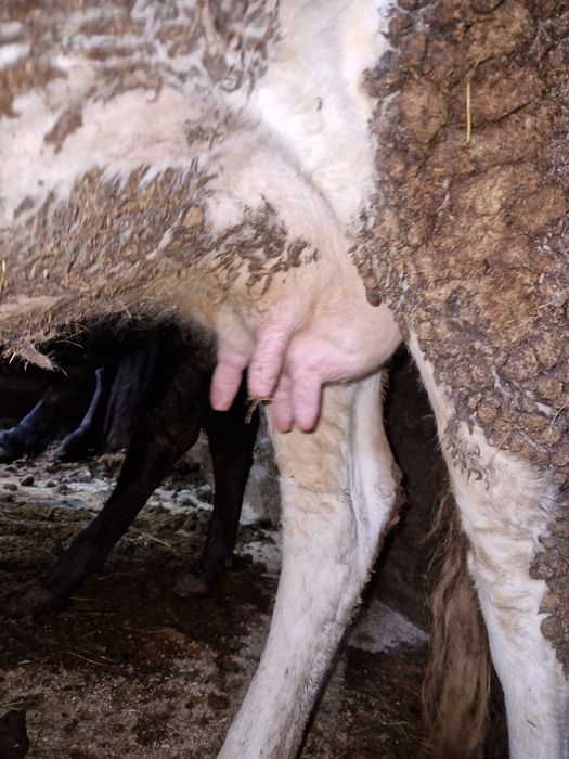 Vacă bălțată la al 2-lea vițel