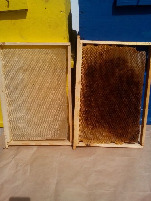 Изградени пчелни пити-празни и пълни с мед.Ценрофуга