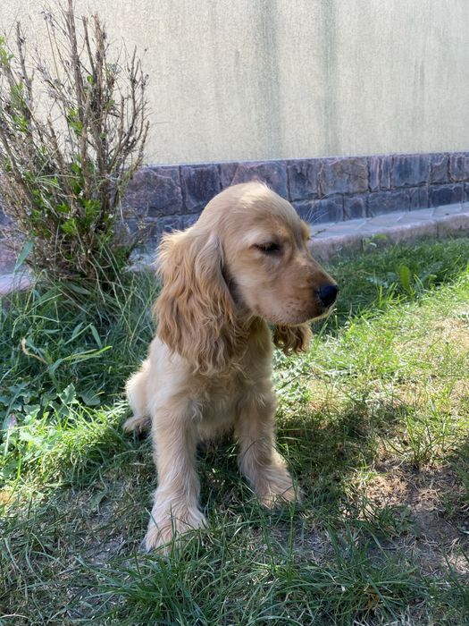 Cocker Spaniel baiat auriu
