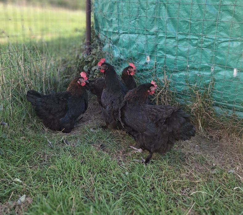 Ouă de incubat Marans negru arămiu super genetică