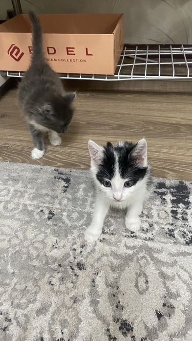 2 кошки домашные